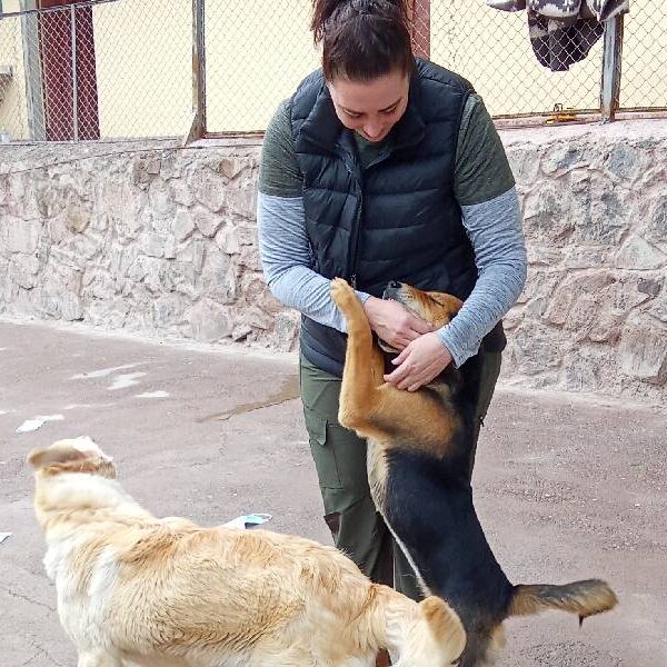 Animal Protection -Dogs Shelter